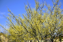 なばなの里・春真っ盛り＃３