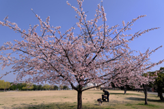 早咲きサクラが見頃＃２