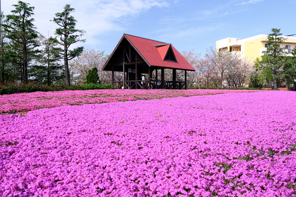 ミササガパークの芝ザクラ見頃＃７