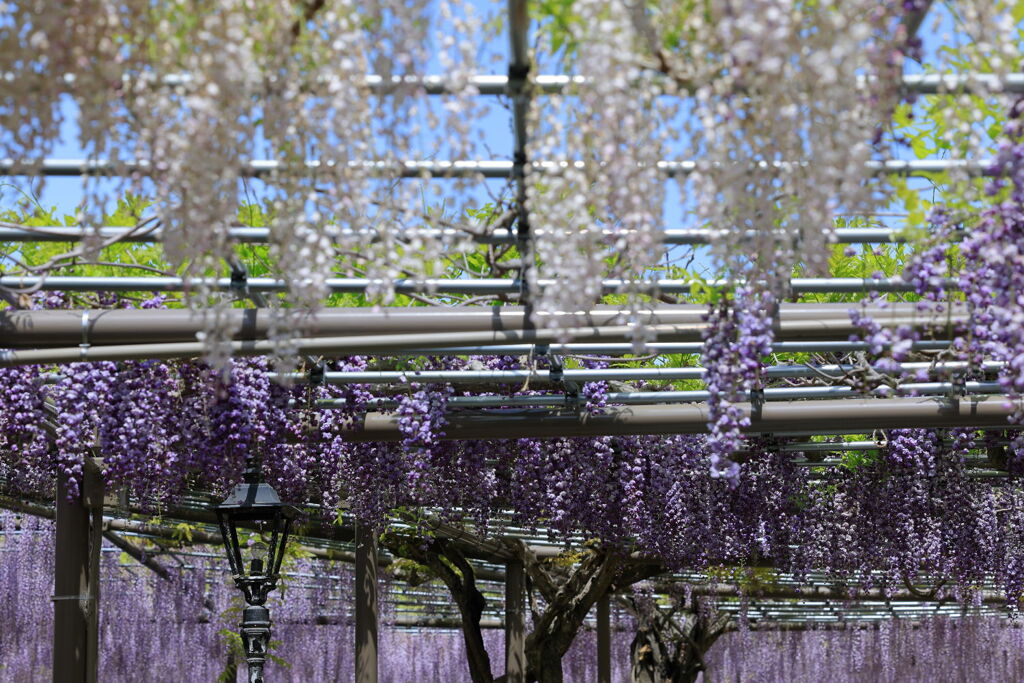 津島市・天王川の藤の花＃１０