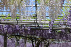 津島市・天王川の藤の花#10