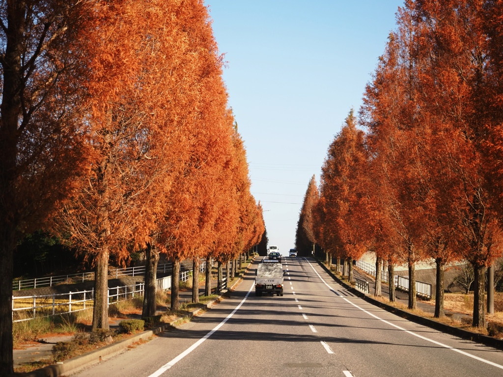 幸田町のメタセコイア並木＃２