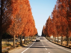 幸田町のメタセコイア並木＃２