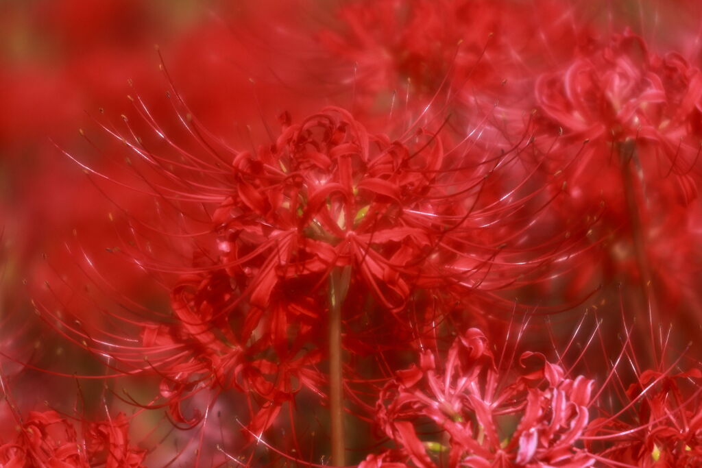 逢妻女川の彼岸花＃５