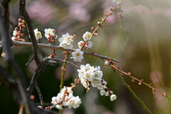 見頃を迎えた枝垂れ梅(続編)#8