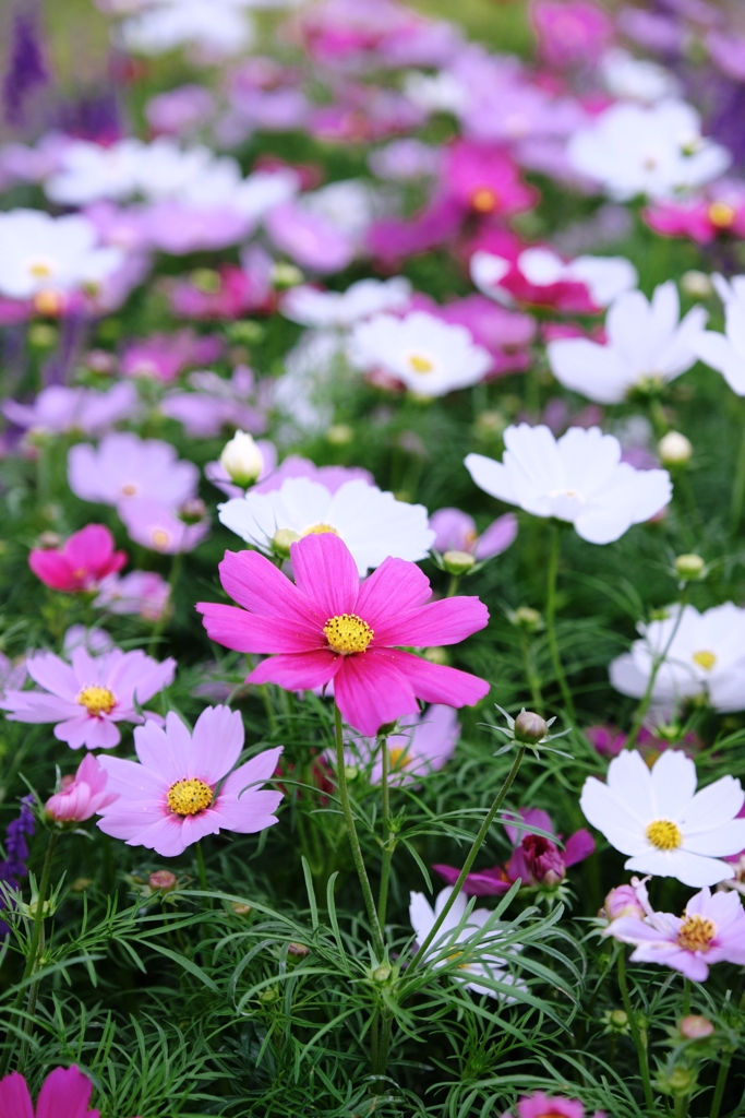 秋が深まりコスモスたちが見頃＃１