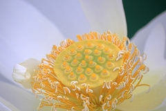 水辺公園の蓮の花＃１０