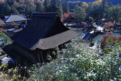 久々の永保寺・紅葉撮影＃１０