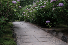 今年も逢いに本光寺の紫陽花＃７