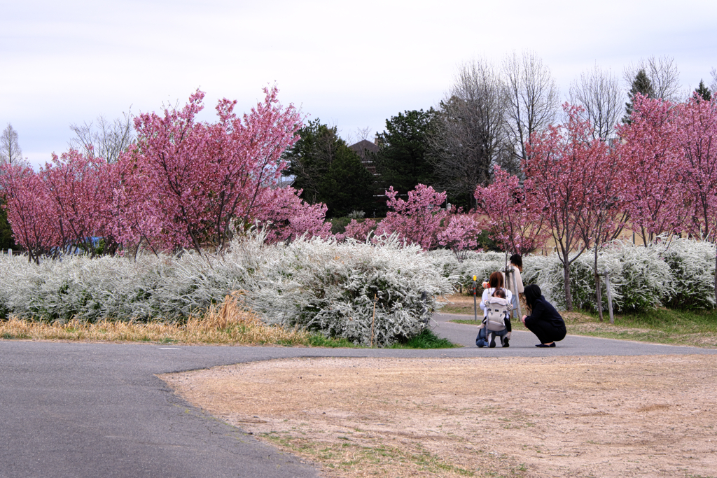 見頃を迎えた陽光サクラ＃２