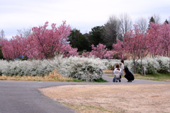 見頃を迎えた陽光サクラ＃２