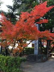 貞照院の紅葉真っ盛り#1