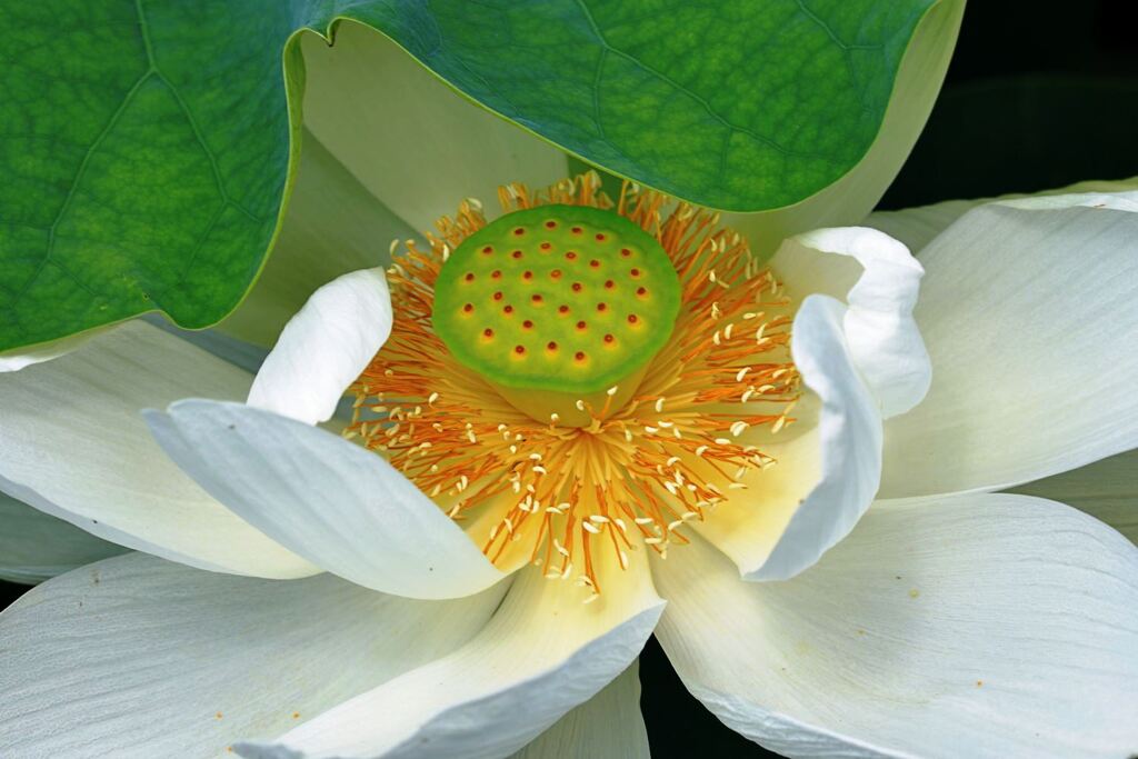 見頃を迎えたハスの花たち＃５