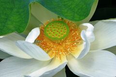 見頃を迎えたハスの花たち＃５