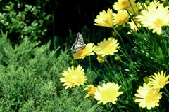 ガーデンミュージアム花遊庭#9