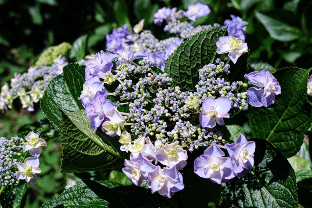 隣街の小さなお寺の紫陽花＃７