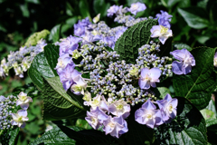 隣街の小さなお寺の紫陽花＃７