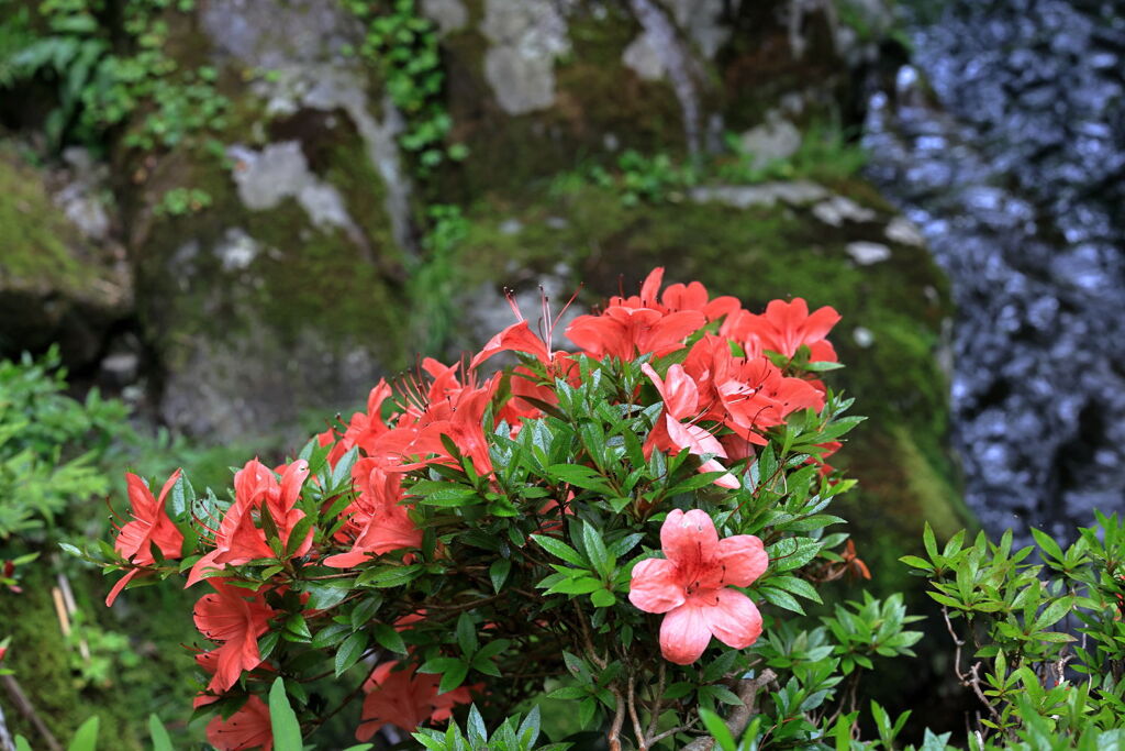 見頃を迎えた岩ツツジ＃７