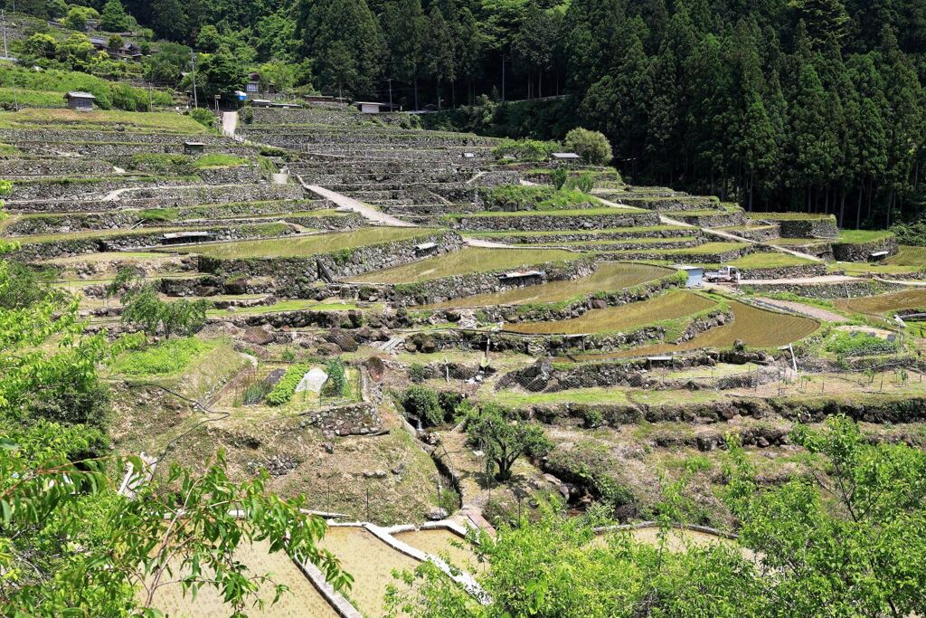 田植えを終えた新城市の千枚田棚田＃６