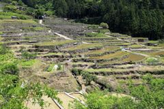田植えを終えた新城市の千枚田棚田＃６
