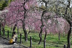 枝垂れ梅が満開＃１０