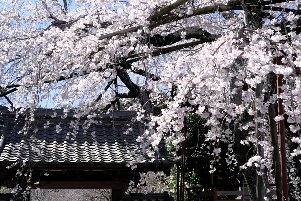 やっと咲き始めた枝垂れサクラ＃２