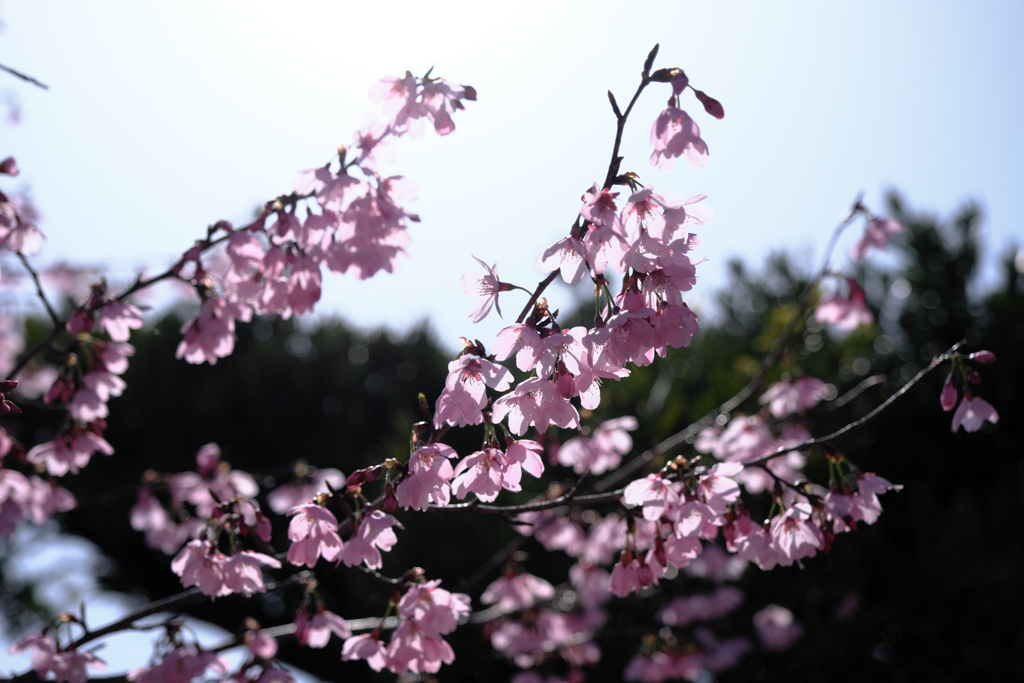 今日出会った様々なサクラたち＃３