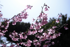 今日出会った様々なサクラたち#3