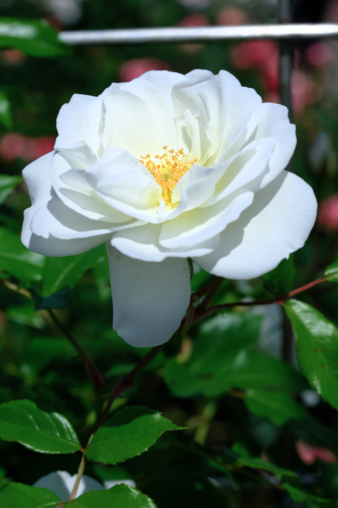 ミササガパークの薔薇が見頃＃６