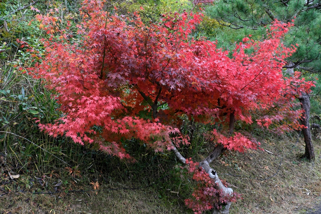 博物館・明治村場内の紅葉＃７