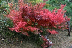 博物館・明治村場内の紅葉＃７