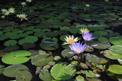 スイレンと温室内の花たち＃３