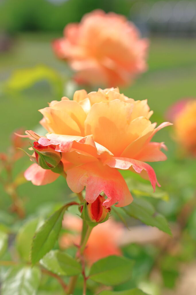 ミササガパークは薔薇が見頃＃３