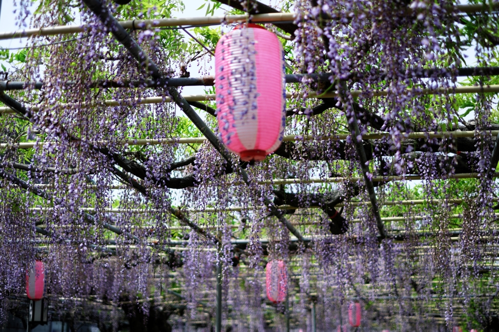 ローカルでも歴史のある藤園＃３