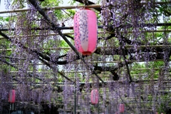 ローカルでも歴史のある藤園＃３