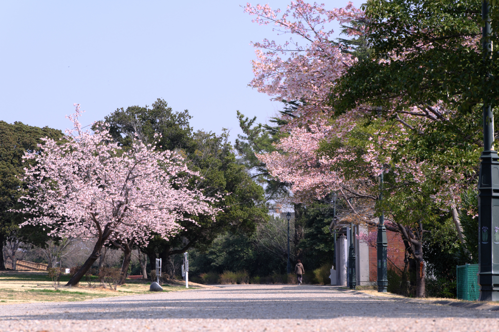 早咲きサクラが見頃＃７