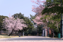 早咲きサクラが見頃＃７