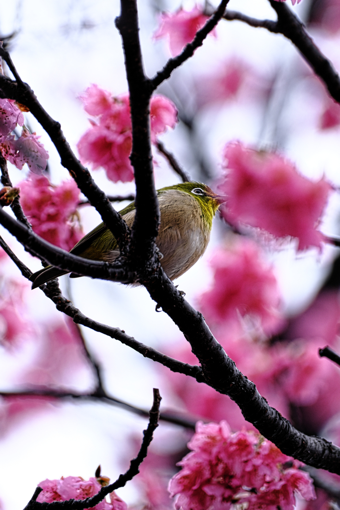 雨上がりの寒緋サクラと野鳥たち＃４