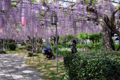 ちょっと早かった広藤園の藤＃６