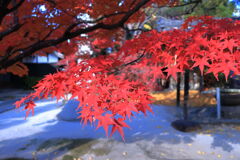 地元のお寺で紅葉狩り＃９