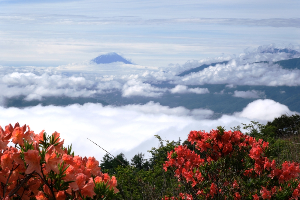 レンゲツツジと富士山＃１