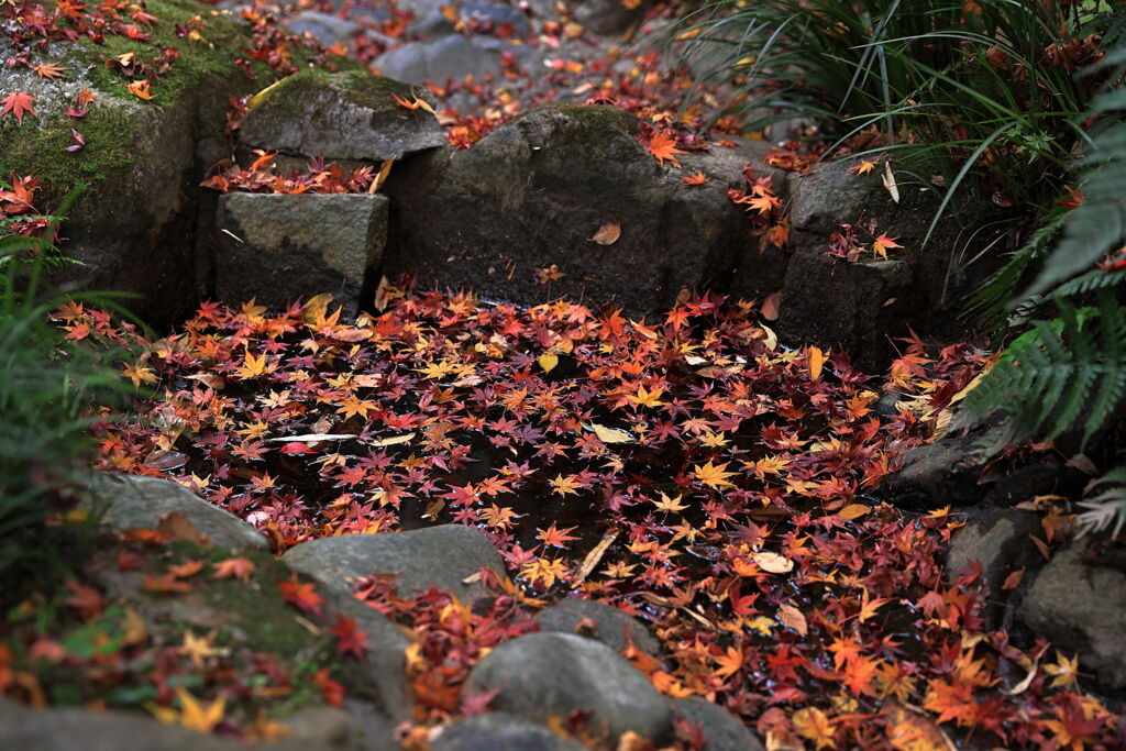 今シーズンラストの紅葉撮影＃３