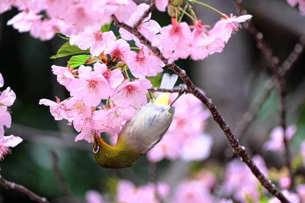 河津桜とメジロちゃん＃５