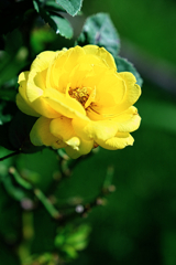 ミササガパークの秋バラ＃８