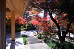 一色町・普元寺の紅葉＃６