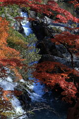 久し振りに大井平公園紅葉撮影＃１９