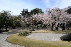 散り始めた西尾歴史公園のサクラ＃４