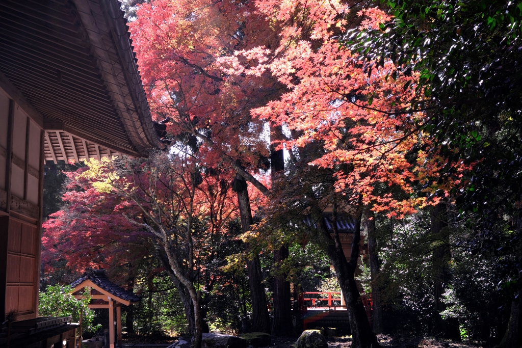 晩秋の紅葉撮影・雲興寺＃６