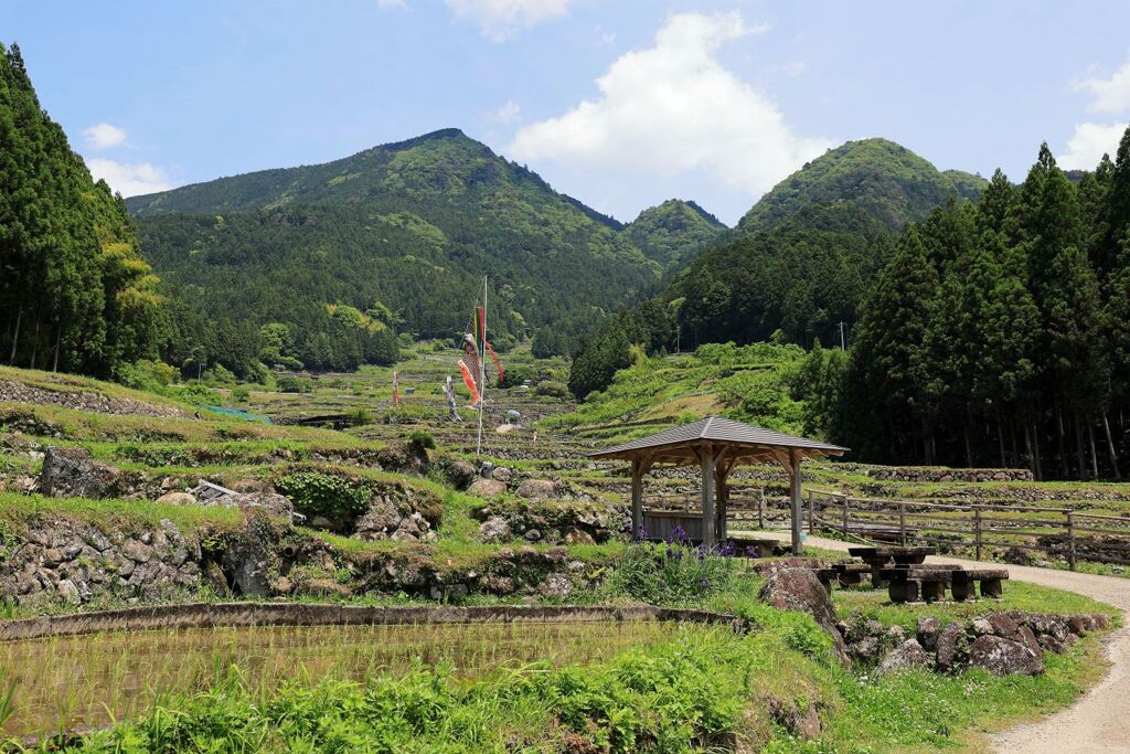 田植えを終えた新城市の千枚田棚田＃３