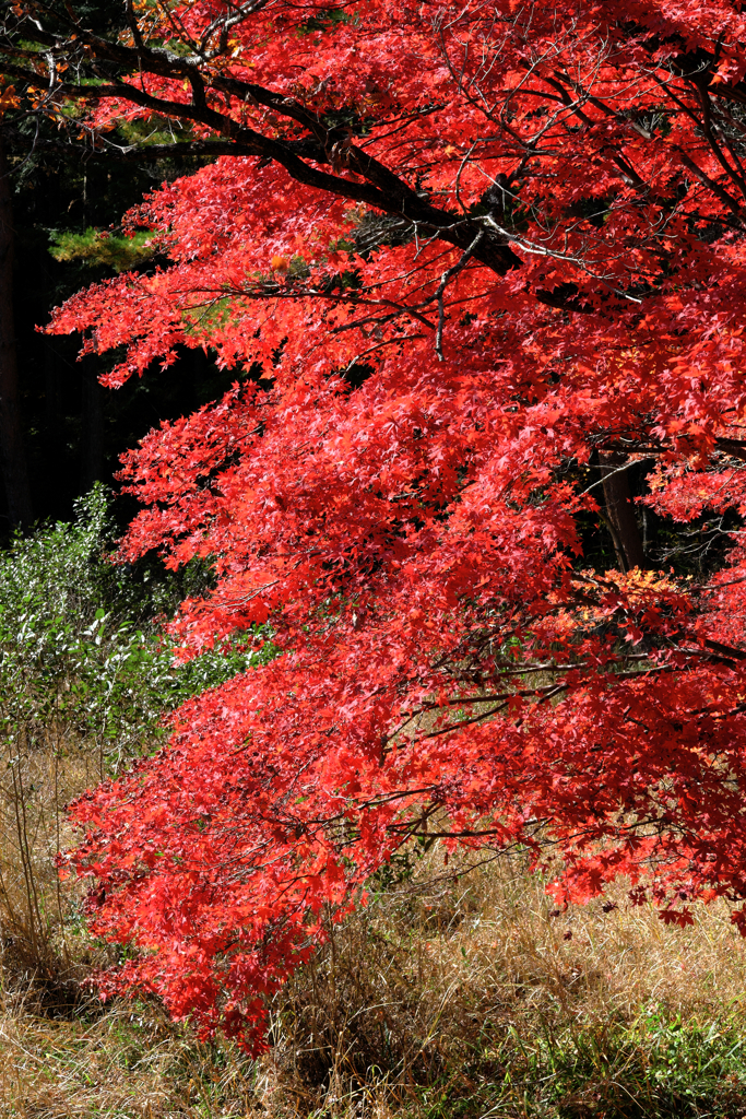 静けさ漂うタカドヤ湿地の紅葉＃３